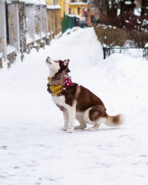 Soğuk kar parkta oturup yün atkı kahverengi Sibirya Husky köpek