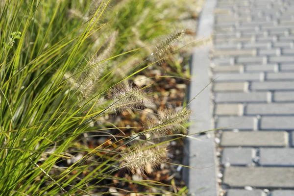 Weergave Van Pluizig Groene Pennisetum Plant Zonlicht Sluit — Stockfoto