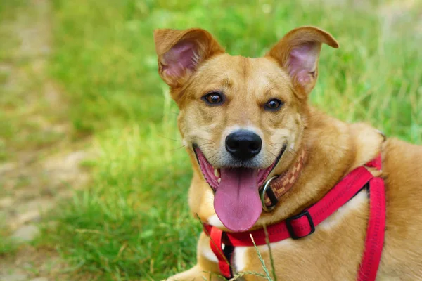 Усміхнений Імбирний Червоний Собака Літній Зеленій Траві Квітами Ромашок Парку — стокове фото