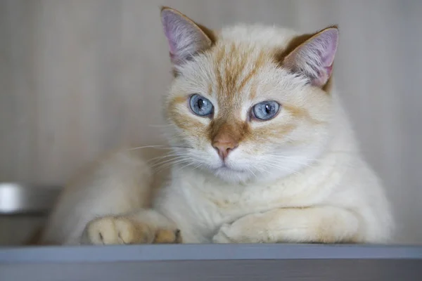 Retrato Jengibre Doméstico Pastel Pelo Corto Ojos Azules Gato — Foto de Stock