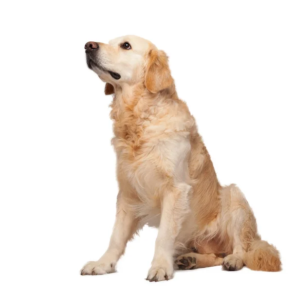 Beyaz arka plan üzerinde izole genç safkan golden retriever köpek