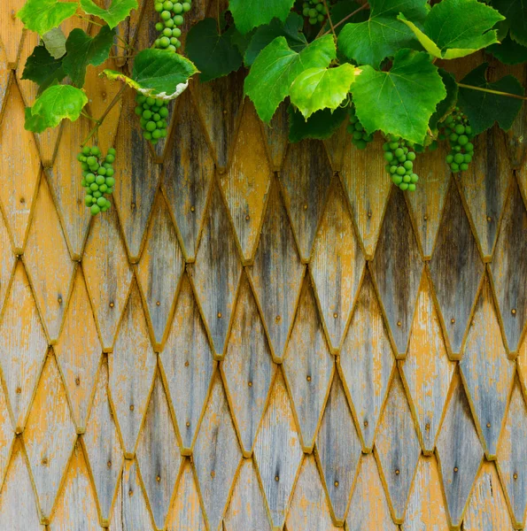 Houten Gele Rustieke Tuin Hek Met Groene Druiven — Stockfoto