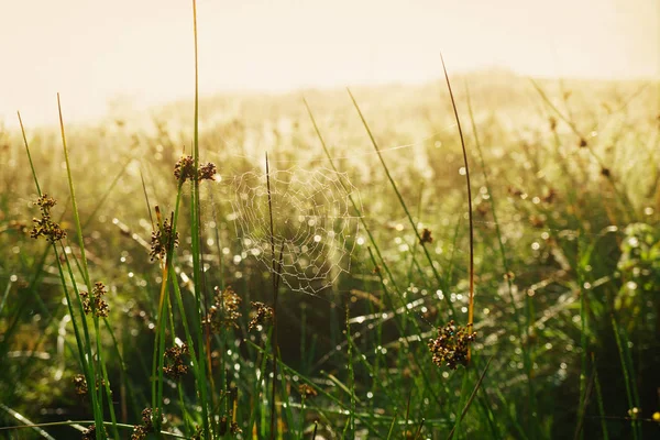 Zavřít Pohled Spider Net Zelené Trávě Západu Slunce Světlo — Stock fotografie