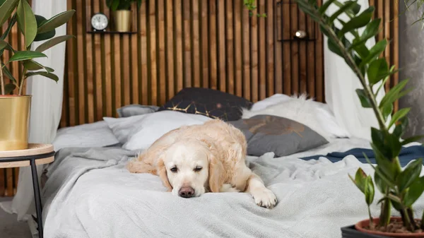 Golden retriever köpek yatakta yastık loft tarzı oda poz ile