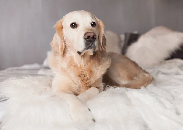 Golden Retriever Dog Interior Moderno Estilo Escandinavo — Fotografia de Stock