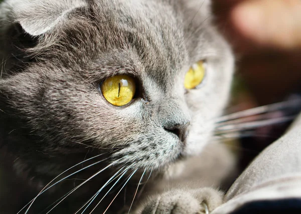 Porträtt Grå Brittiska Scottish Fold Stenografien Katt Med Gula Ögon — Stockfoto