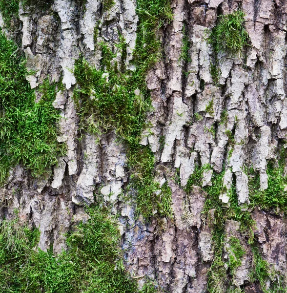 Close View Dark Brown Wooden Barque Moss Lichen — Stock Photo, Image