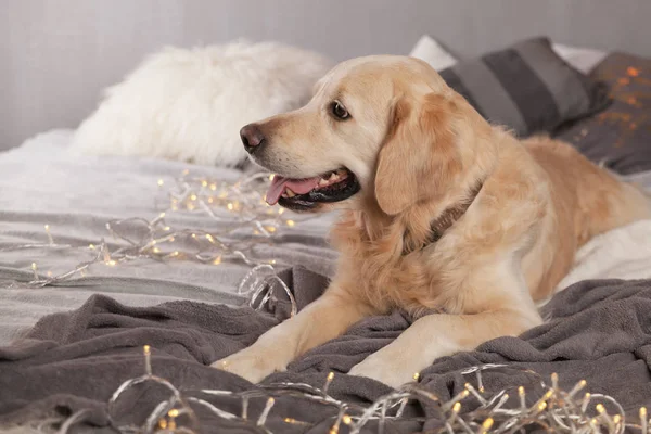 Modern iç Golden Retriever köpek garland İskandinav tarzı ile