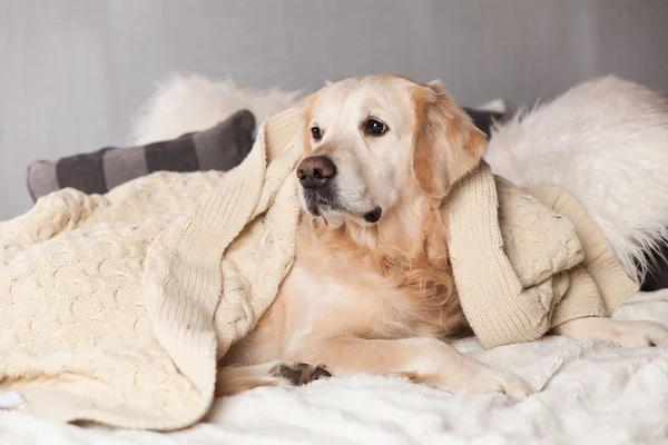 Golden Retriever Dog Modern Interior Scandinavian Style — Stock Photo, Image