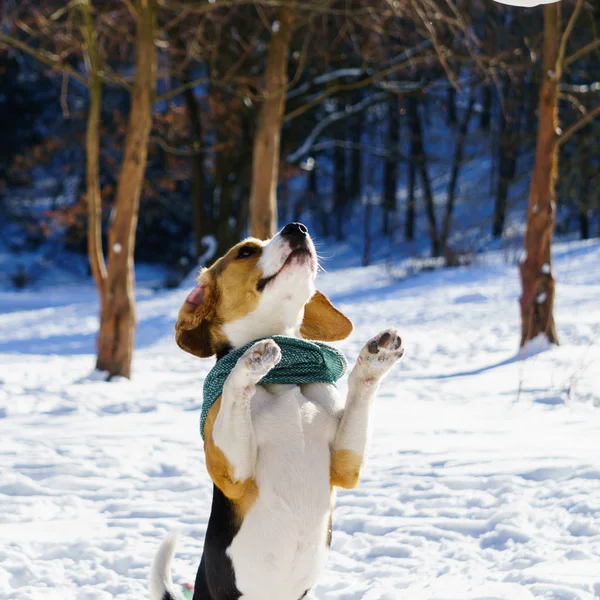 Çok güzel purebreed beagle yavru köpek