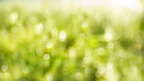 Soyut su yeşil ışık arka plan bulanıklık