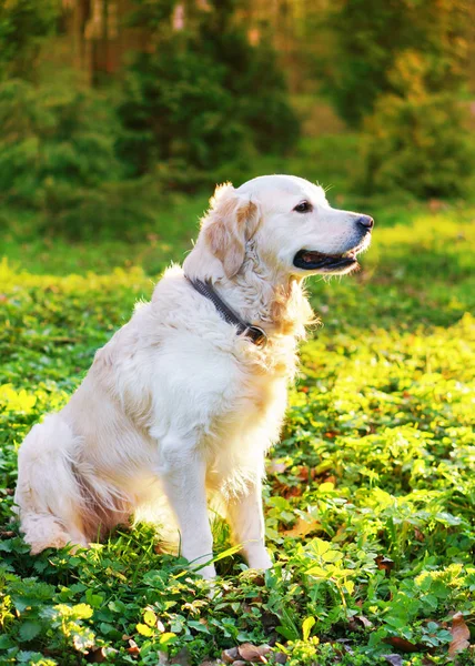공원에 잔디에 리트리버 강아지 — 스톡 사진