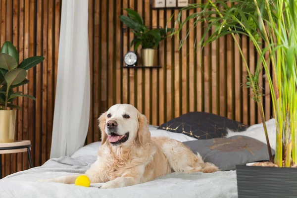 Golden Retriever Perro Con Juguete Cama Interior Sala Estar Estilo —  Fotos de Stock