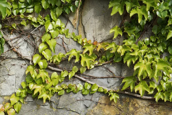 Muur Met Verse Groene Klimplant Plant Grunge Oude Huis Muur — Stockfoto