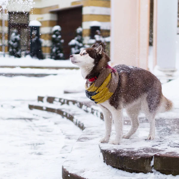 Taş merdivenle karla kaplı üzerinde duran yün atkı kahverengi Sibirya Husky köpek
