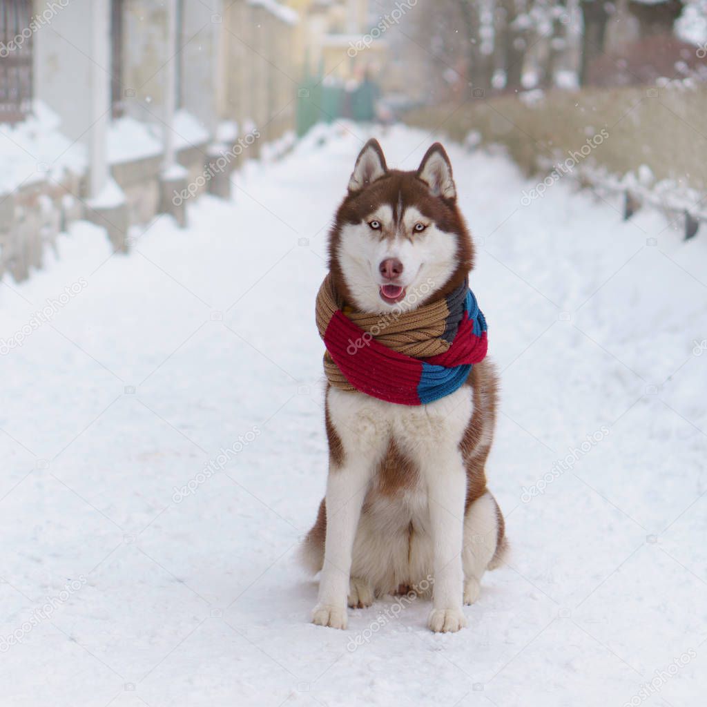 Brown Siberian Husky dog in wool scarf sitting on cold snow in park