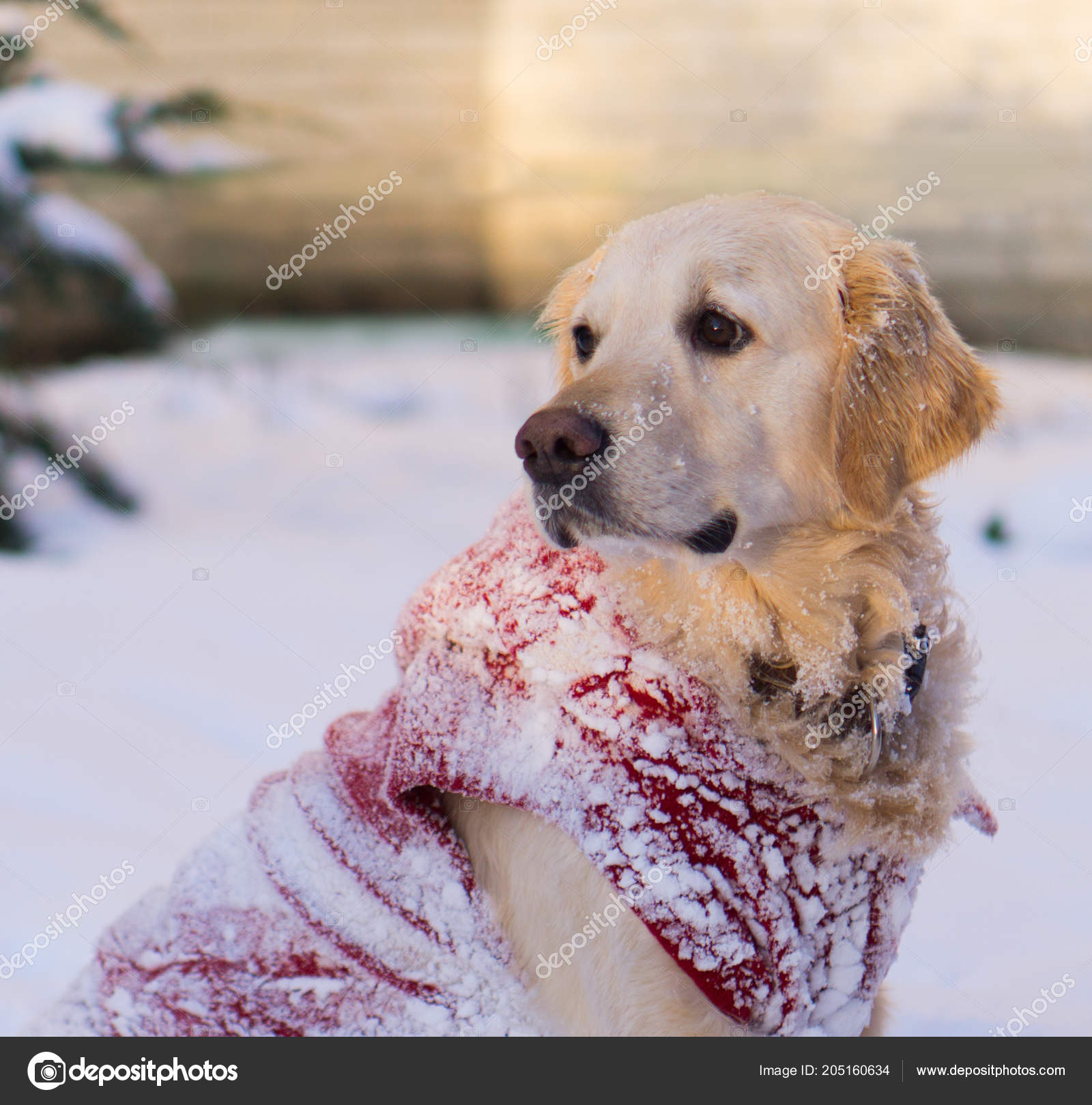 Golden Retriever Dog Warm Red Coat Winter Park Stock Photo Prystai 205160634