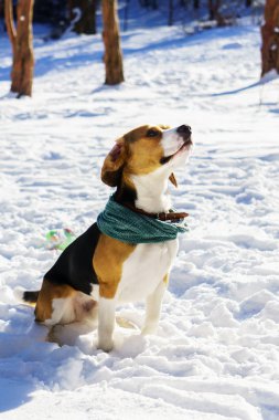 Çok güzel purebreed beagle yavru köpek