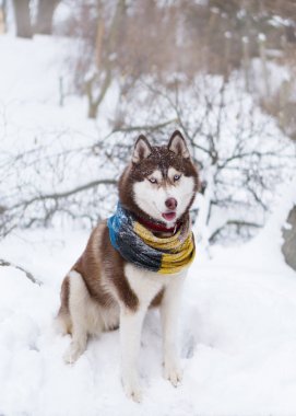 Soğuk kar parkta oturup yün atkı kahverengi Sibirya Husky köpek