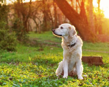 golden retriever köpek Park bahar yeşil çimenlerin üzerinde günbatımında oturan