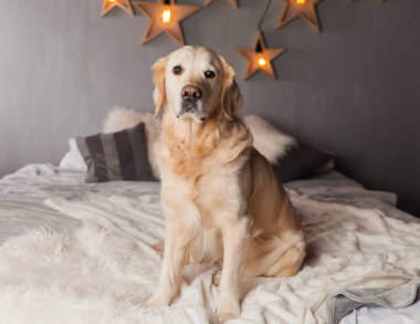 Modern iç Golden Retriever köpek garland İskandinav tarzı ile