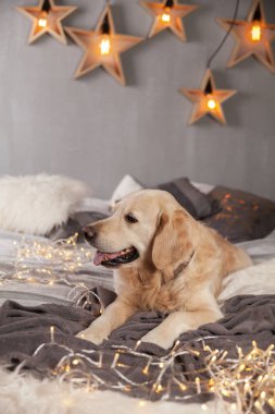 Modern iç Golden Retriever köpek garland İskandinav tarzı ile