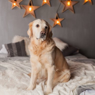 Modern iç Golden Retriever köpek garland İskandinav tarzı ile