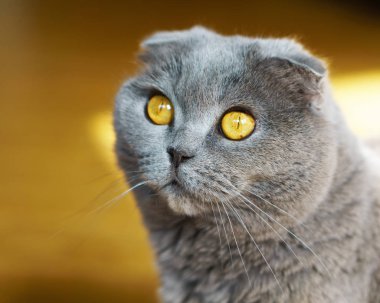 Gri İngiliz İskoç Fold stenografi kedi portre sarı gözlü