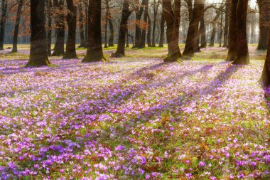 sabah ormandaki mor çiğdem halı çiçeklenme