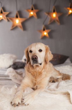 Modern iç Golden Retriever köpek garland İskandinav tarzı ile