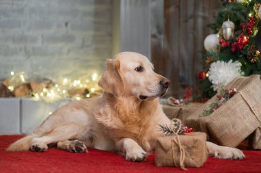 Golden Retriever köpek Noel iç kırmızı halı üzerinde