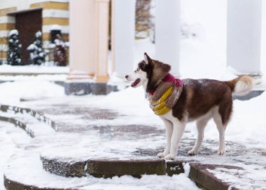 Taş merdivenle karla kaplı üzerinde duran yün atkı kahverengi Sibirya Husky köpek