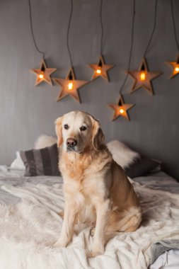Modern iç Golden Retriever köpek garland İskandinav tarzı ile