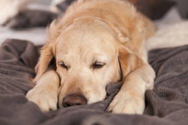 Golden Retriever köpek İskandinav tarzı modern iç