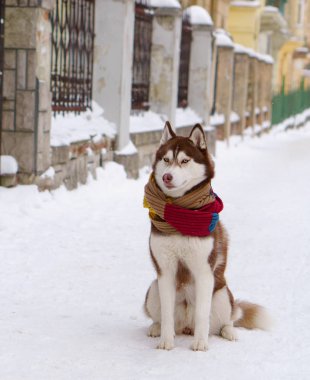 Soğuk kar parkta oturup yün atkı kahverengi Sibirya Husky köpek