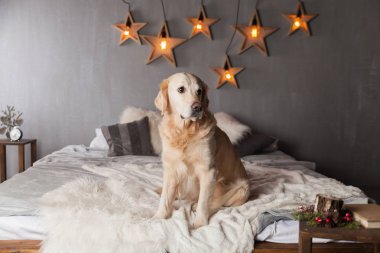 Modern iç Golden Retriever köpek garland İskandinav tarzı ile