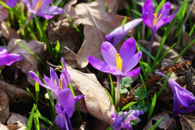 Vahşi doğa çiçek mor Iridaceae görünümü Kapat