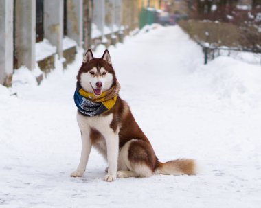 Soğuk kar parkta oturup yün atkı kahverengi Sibirya Husky köpek