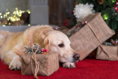 Golden Retriever köpek Noel iç kırmızı halı üzerinde