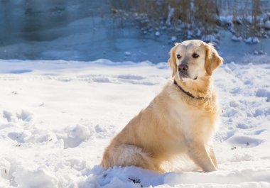 Golden retriever köpek üstünde kar kış Park'ta açık
