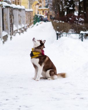 Soğuk kar parkta oturup yün atkı kahverengi Sibirya Husky köpek