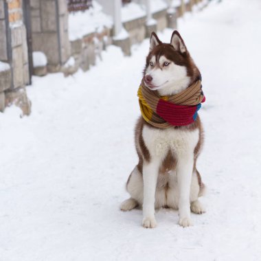 Soğuk kar parkta oturup yün atkı kahverengi Sibirya Husky köpek