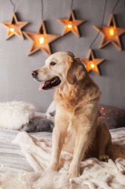 Modern iç Golden Retriever köpek garland İskandinav tarzı ile