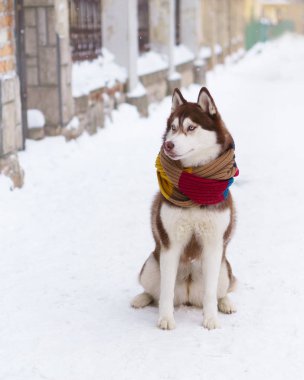 Soğuk kar parkta oturup yün atkı kahverengi Sibirya Husky köpek