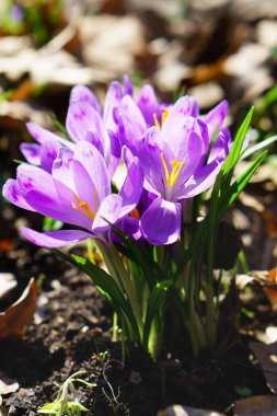Vahşi doğa çiçek mor Iridaceae görünümü Kapat