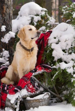 arka bahçe hasır sandalye ile rahat kırmızı ekose kareli oturan golden retriever köpek