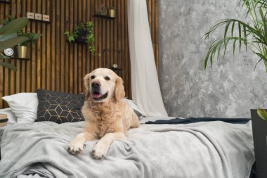 Golden retriever köpek yatakta yastık loft tarzı oda poz ile