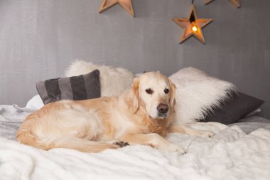 Modern iç Golden Retriever köpek garland İskandinav tarzı ile