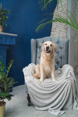 Golden retriever köpek gri koltukta, modern iç poz