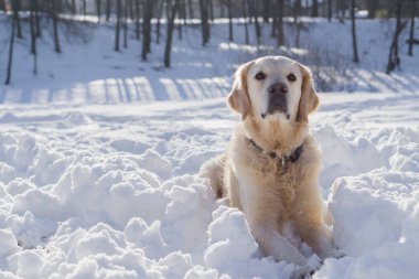 Golden retriever köpek üstünde kar kış Park'ta açık
